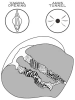 Çift Girişli Gerçekçi Tangalı Kalça 2.5 kg - Görsel 6