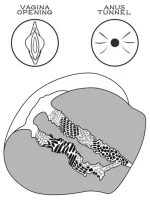 Çift Girişli Gerçekçi Tangalı Siyah Kalça 2.5 kg - Görsel 6