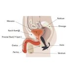 Anal & Prostat Stimulator 7 Farklı Titreşimli Anal Plug P-Spot Vibratör - Görsel 3