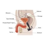 Anal & Prostat Stimulator 7 Farklı Titreşimli Anal Plug P-Spot Vibratör Beyaz - Görsel 3